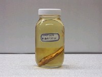 藏品(唇(魚骨))的圖片